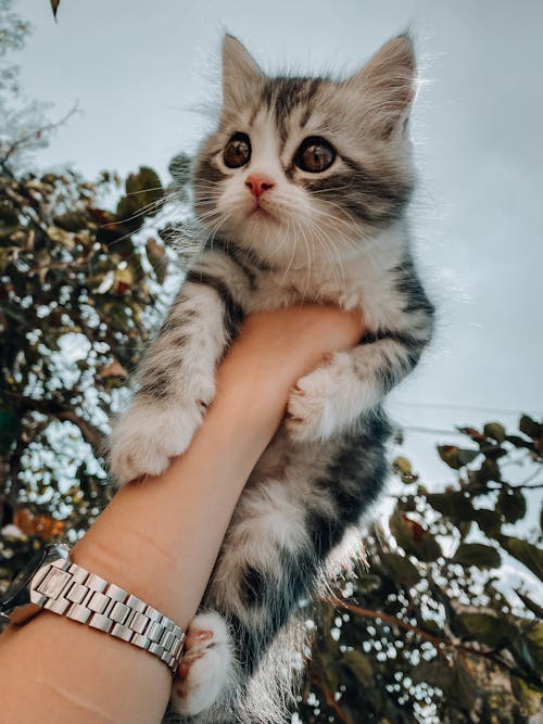 Hand Holding a Kitten 