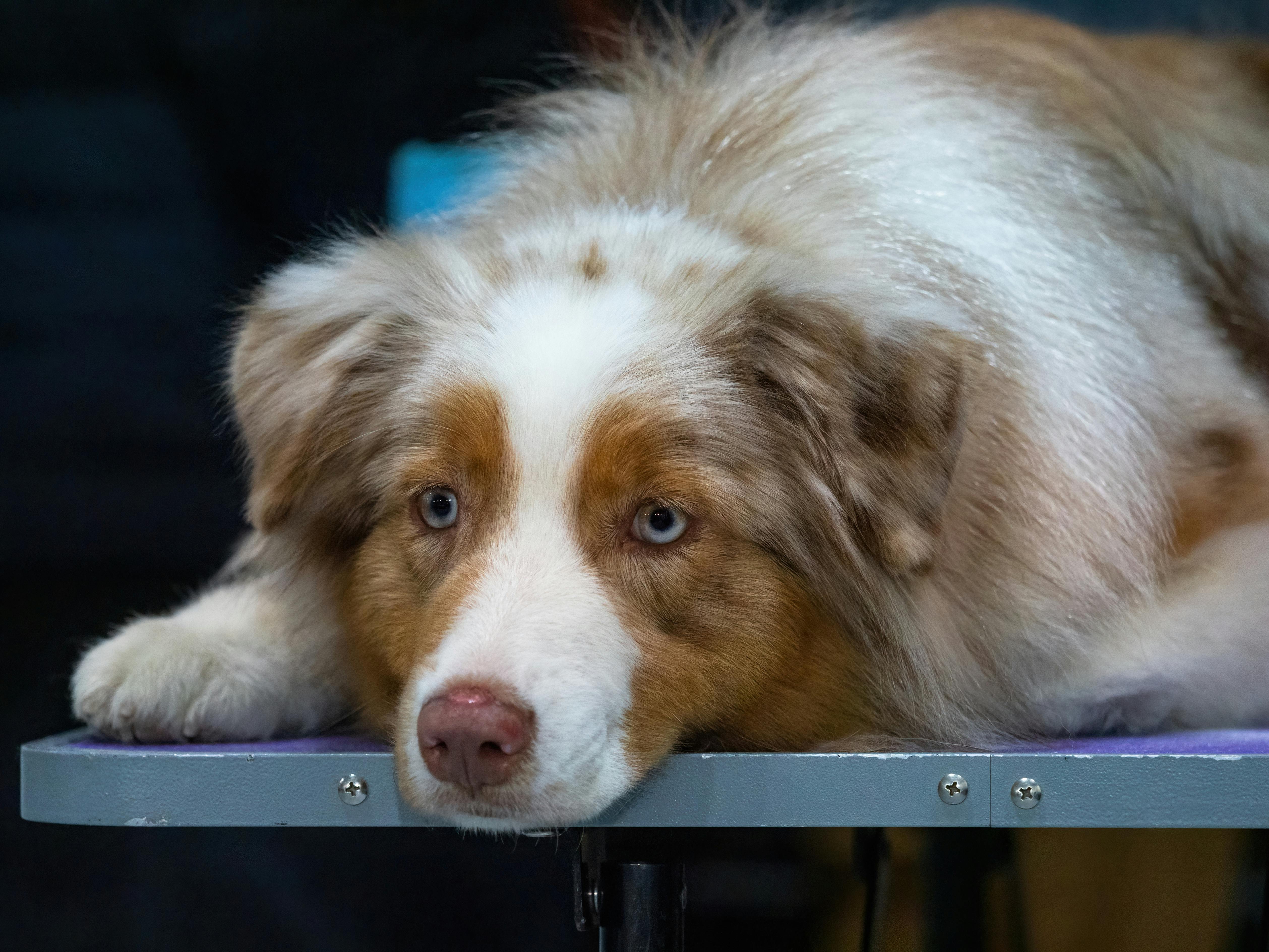 Medina mobile pet grooming business grooms dogs for Zach Bryan, Justin Bieber, Adam Sandler — Photo by Genadi Yakovlev on Pex