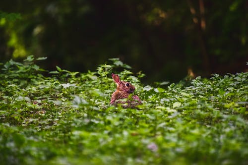 兔子, 動物攝影, 天性 的 免费素材图片