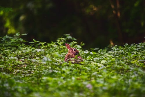 Gratis stockfoto met bladeren, dieren in het wild, dierenfotografie