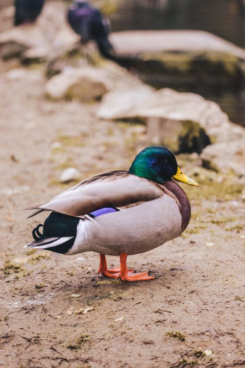 Free Vibrant close-up of a male mallard duck standing on a textured ground by water. Stock Photo