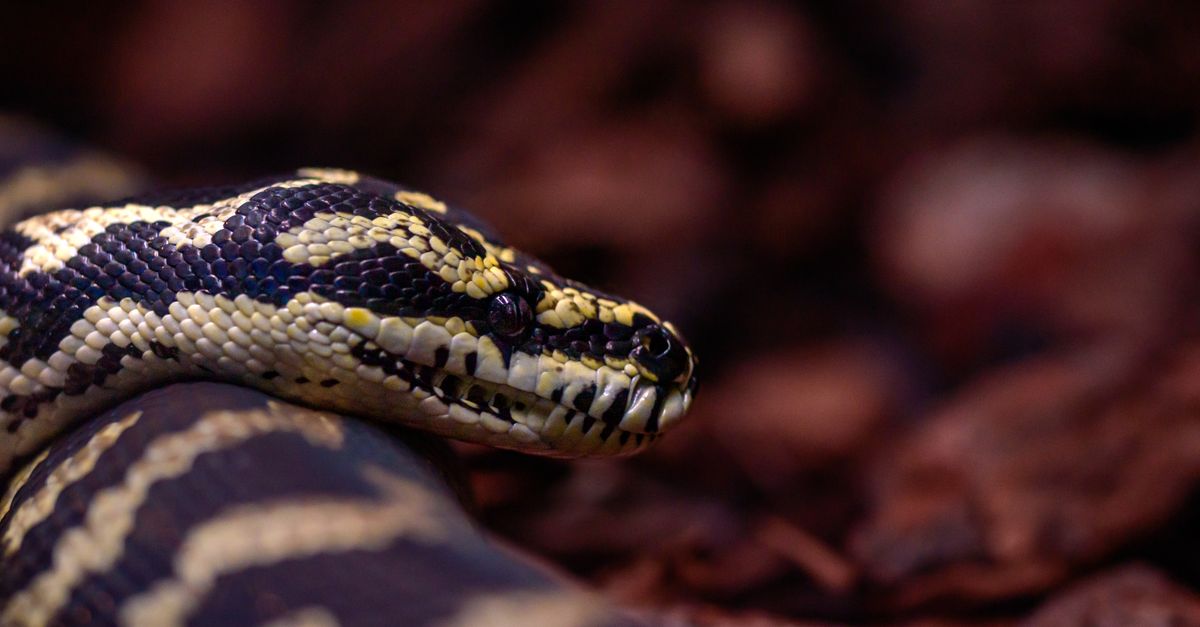 Supercharge Python Performance: The Power of Rust Extensions