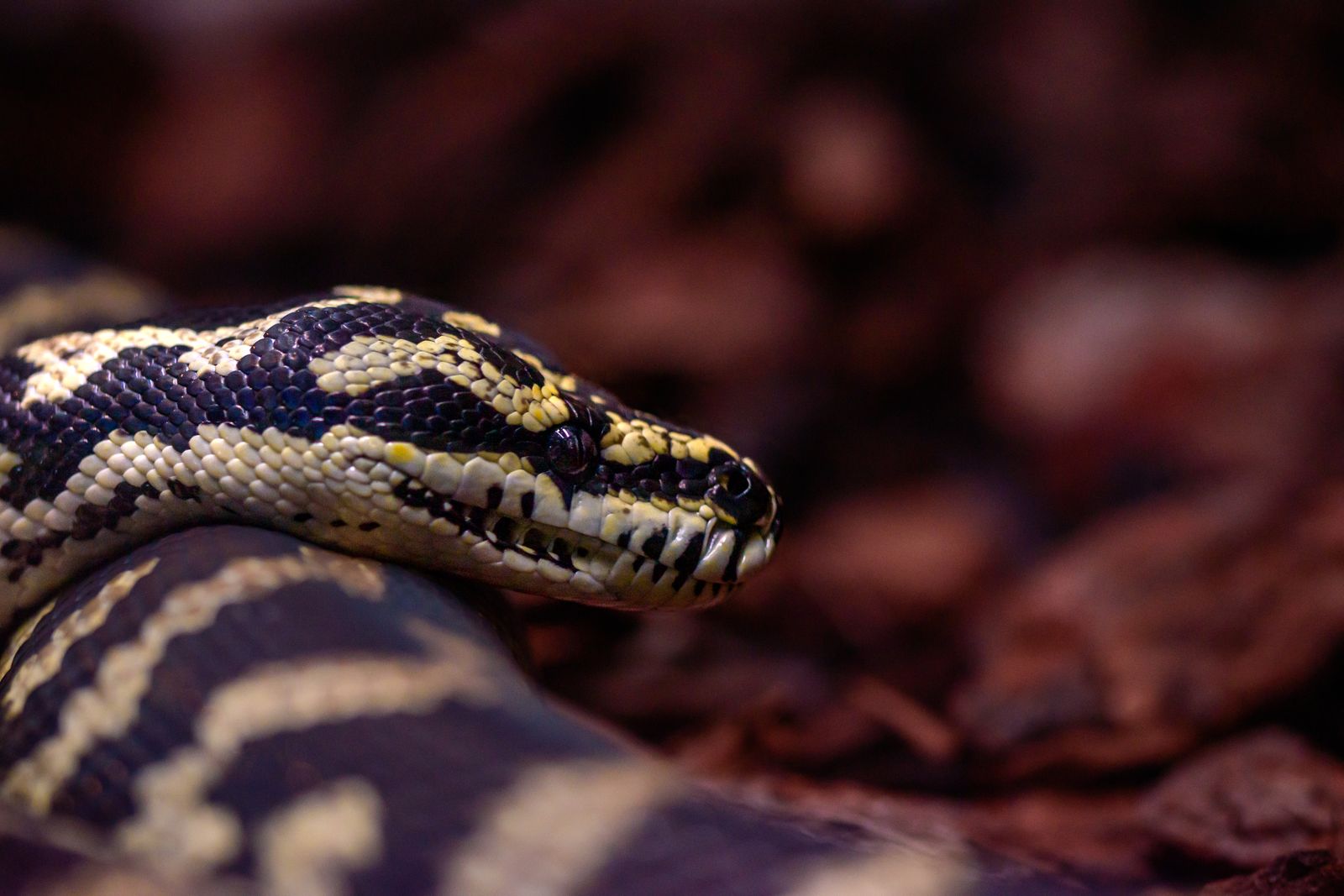 Brown Reticulated Python · Free Stock Photo