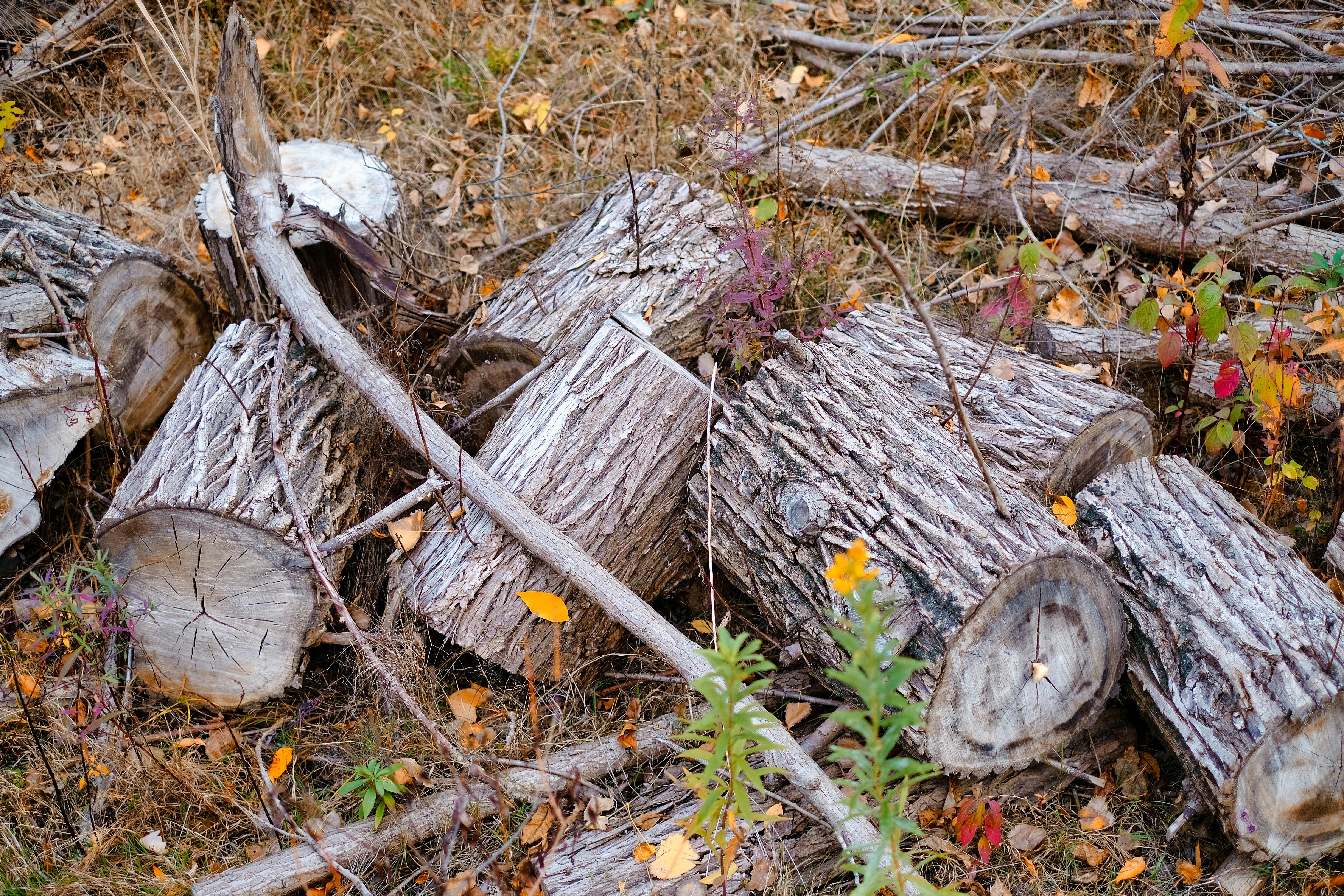 9. Leave Leaf Litter and Deadwood