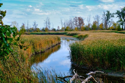 Blades of Grass on Wetland