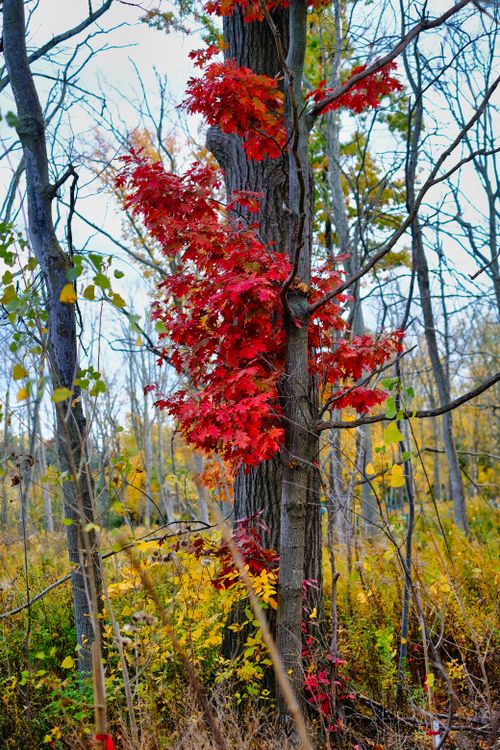 Free Lush red leaves climb a tree in a serene autumn forest setting, epitomizing nature's vibrant fall colors. Stock Photo