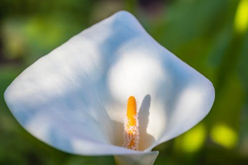 Gratis Fotos de stock gratuitas de arum lily, cabeza de flor, calla lily Foto de stock