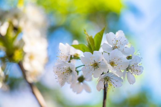 Close-up of white cherry blossoms in full bloom with a sunlit bokeh background.