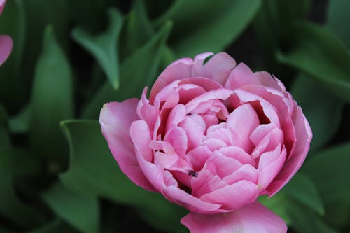 Pink Flower in Nature