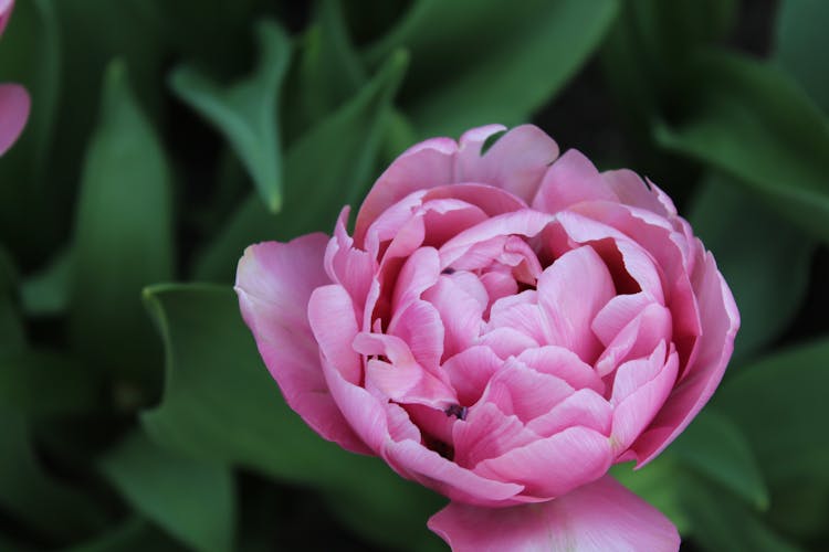 Pink Flower In Nature