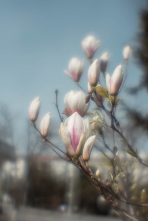 Close-up of Magnolia Flowers 