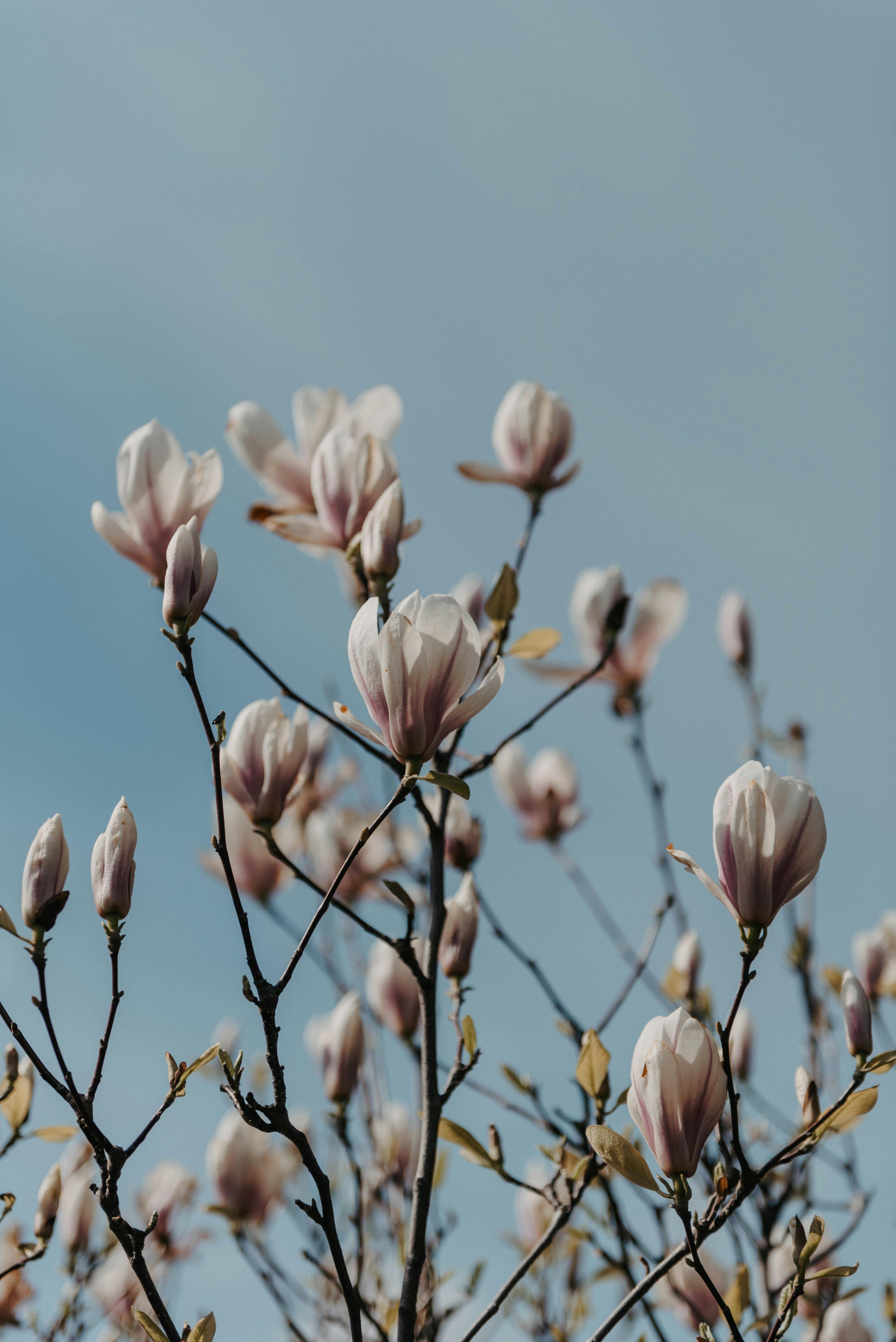 8 Flowers That Gradually Bloom Less Each Year and How to Revitalize Them