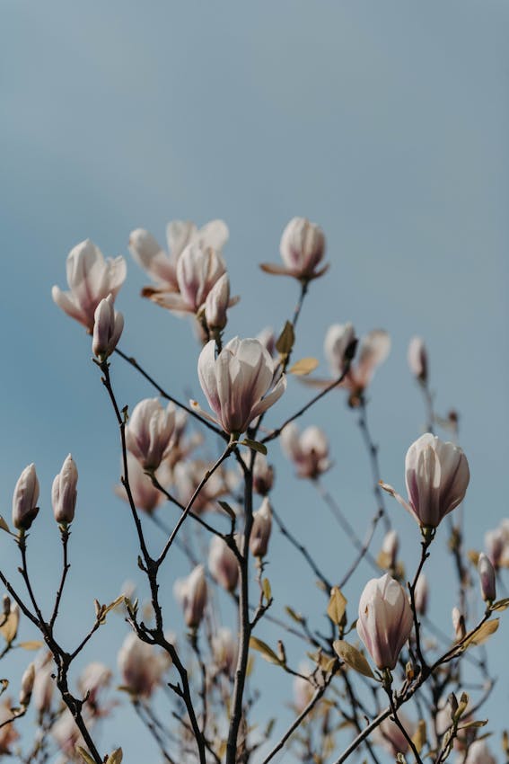 8 Flowers That Gradually Bloom Less Each Year and How to Revitalize Them