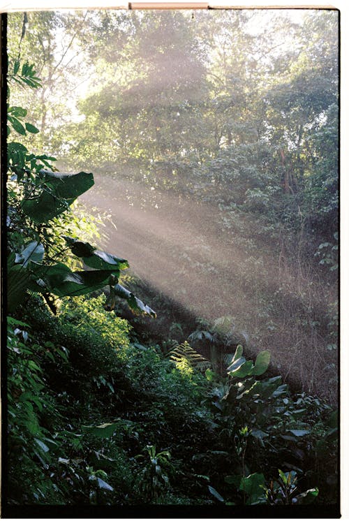 Lush Foliage in Forest at Dawn 