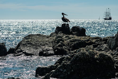 Pelícano en las rocas