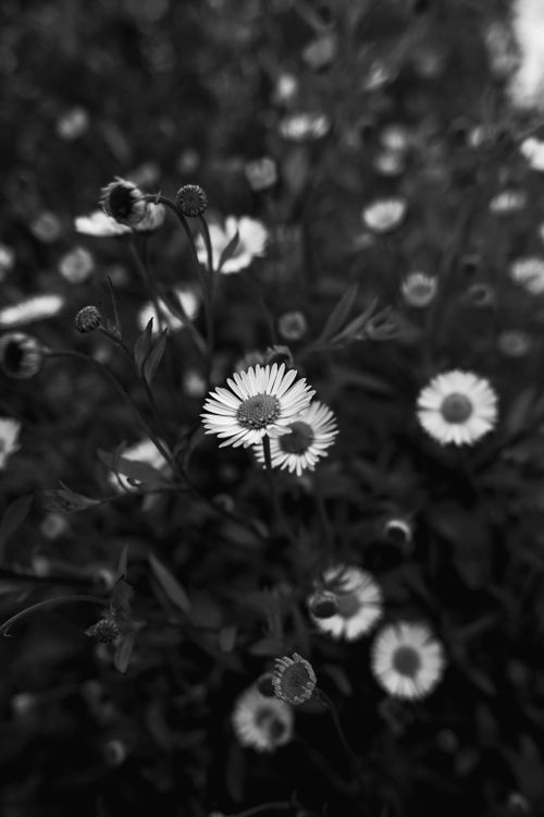 Free Black and white close-up of delicate fleabane flowers in a field, showcasing natural growth and beauty. Stock Photo