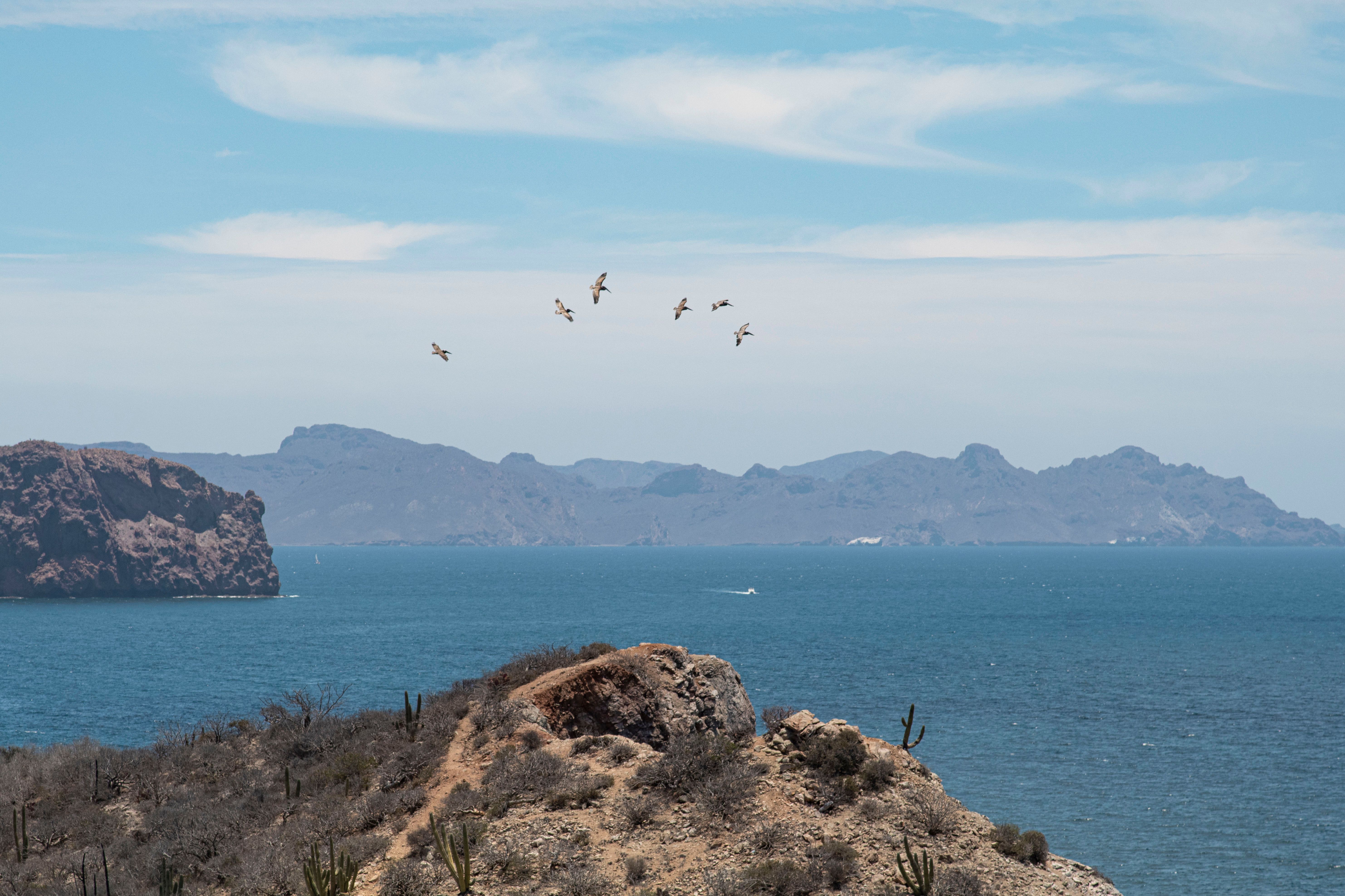 Birds flying over rocky coastline of San Carlos, Mexico, with ocean and mountain views.
