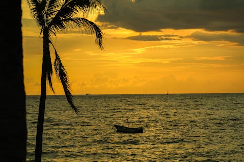 Boat and Palm Tree on Sea Shore at Sunset