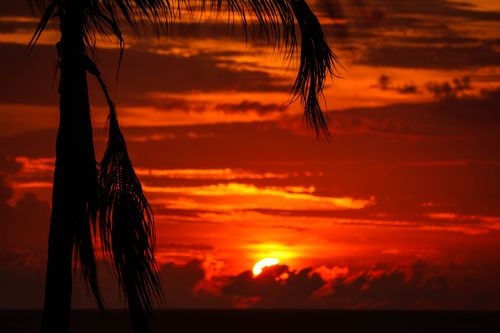 Free Beautiful palm tree silhouette set against a vibrant red sunset sky in Puerto Vallarta, Mexico. Stock Photo
