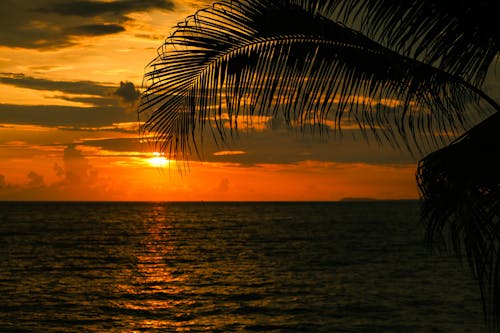 Palm Tree Leaves on Sea Shore at Sunset