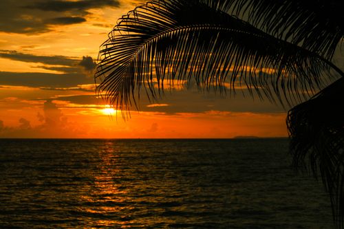 Free Serene tropical sunset with palm leaves silhouetted over the ocean in Puerto Vallarta, Mexico. Stock Photo
