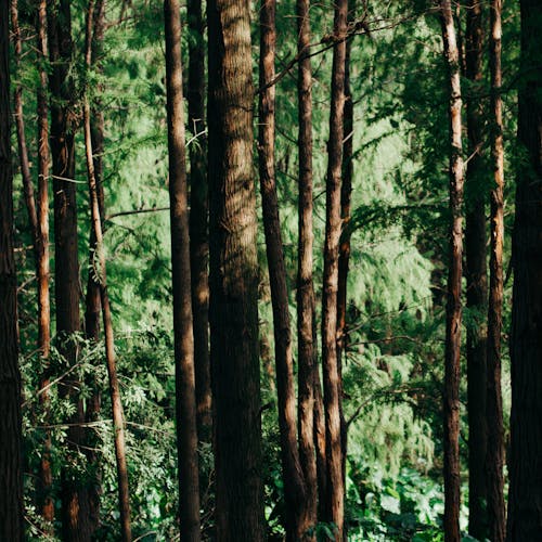 Фото леса
