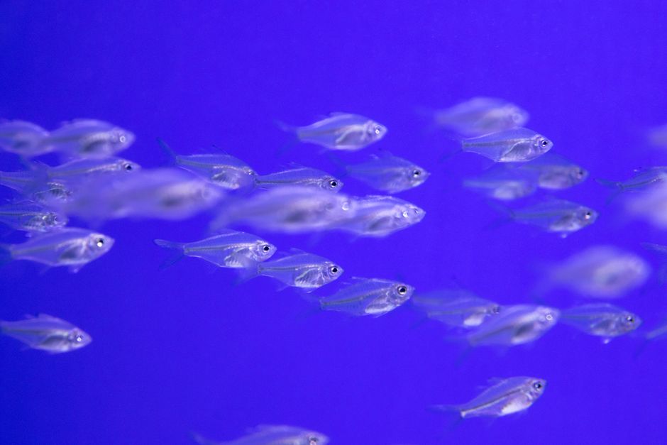 A vibrant school of silver fish swimming in a vivid blue underwater aquarium setting.