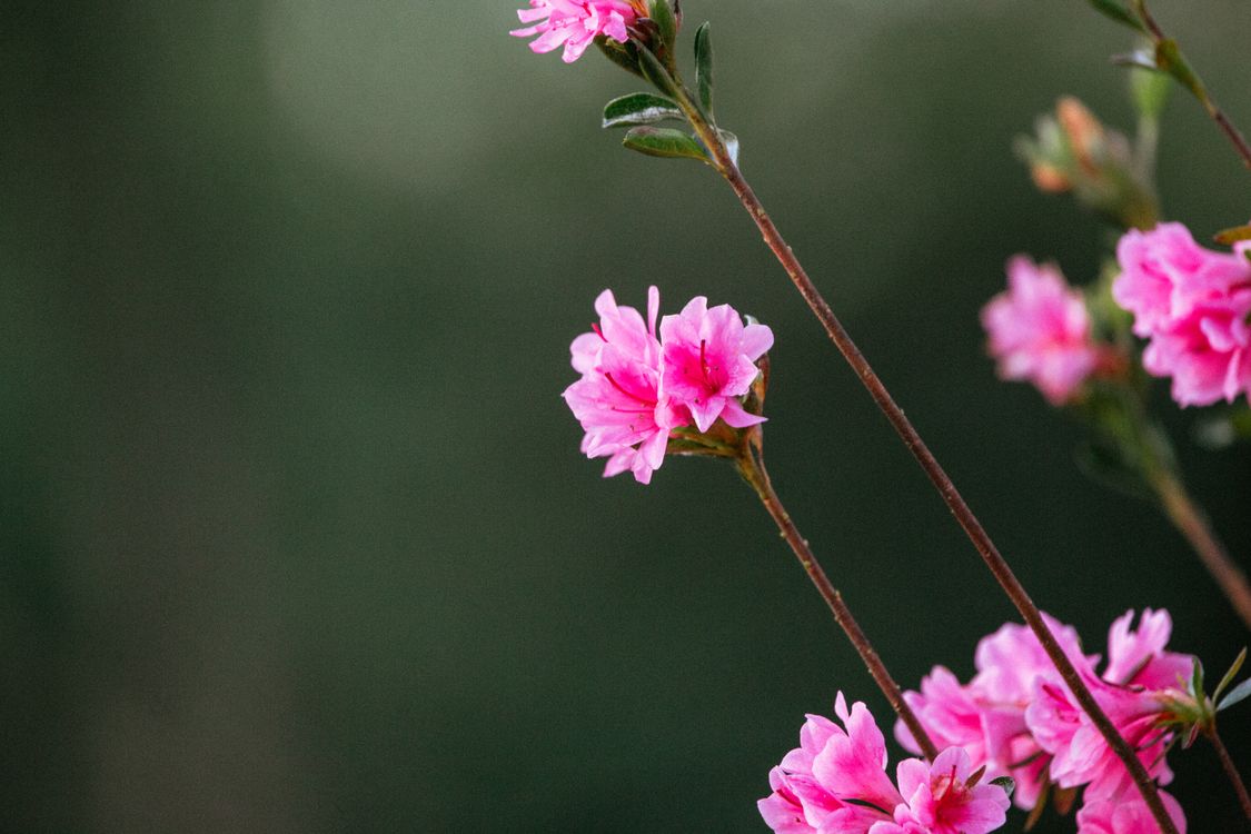 Pink Rhodos Close-up of Pink Rhododendron Flowers · Free Stock Photo