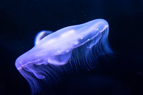 Medusas En El Agua