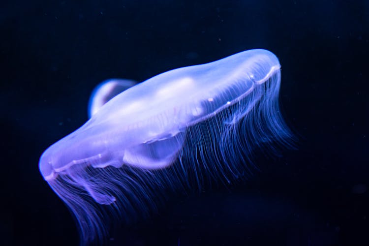 Jellyfish In Water