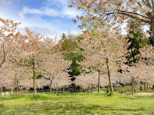 Free stock photo of botanical garden, cherry blossom, cherry trees Stock Photo
