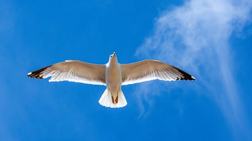 Low Angle Shot of a Seagull on the Background of Blue Sky 