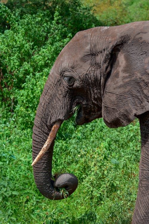 Základová fotografie zdarma na téma africký slon, Afrika, divoký