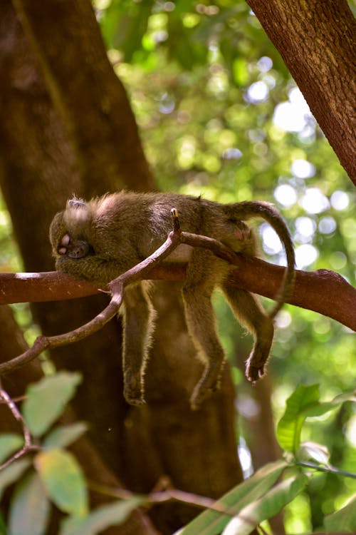 Селективный фокус фотографии спящей обезьяны на ветке