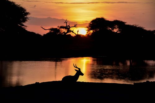 Free A peaceful silhouette of a deer by the water at sunset, highlighting natural beauty and tranquility. Stock Photo