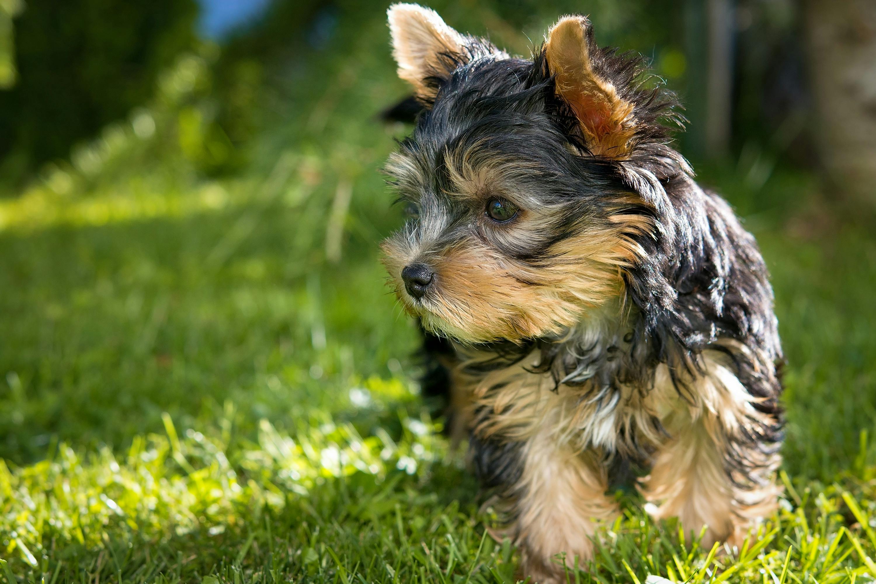 Terrier Yorkie Near Christmas Gifts On The Floor Backgrounds | JPG Free  Download - Pikbest