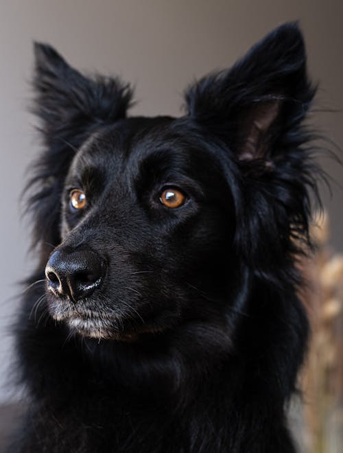 Kostnadsfri bild av djurfotografi, hund, husdjur