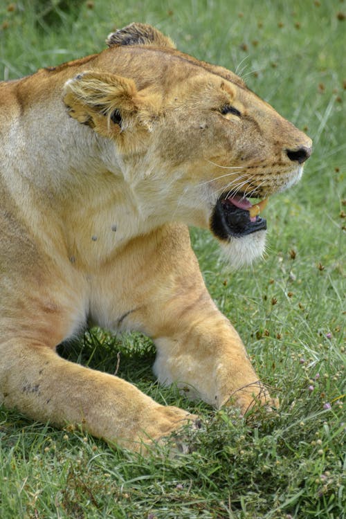 Free stock photo of africa, lion, lioness