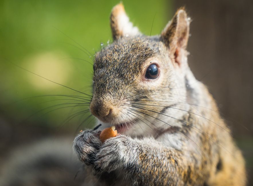 squirrel eating nut