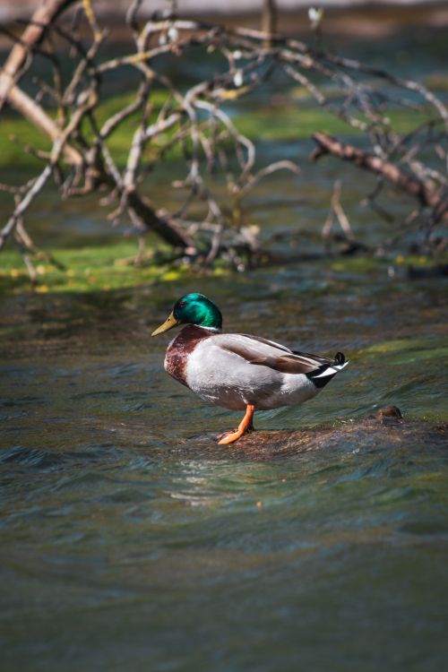 Free A mallard duck perches on a log in a flowing river, showcasing its vibrant plumage amid natural surroundings. Stock Photo