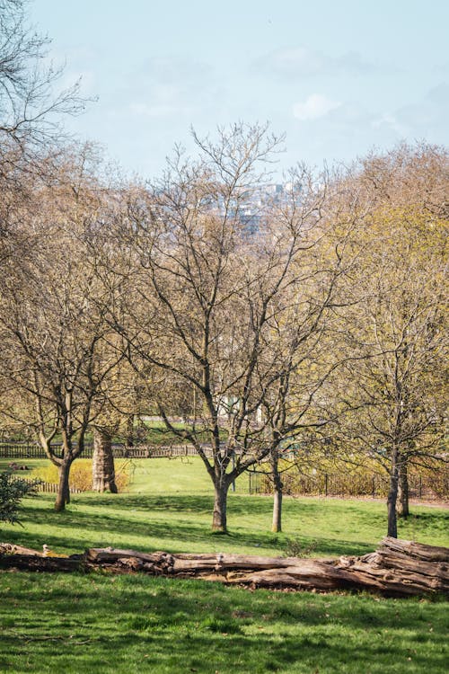 Fallen Tree in a City Park