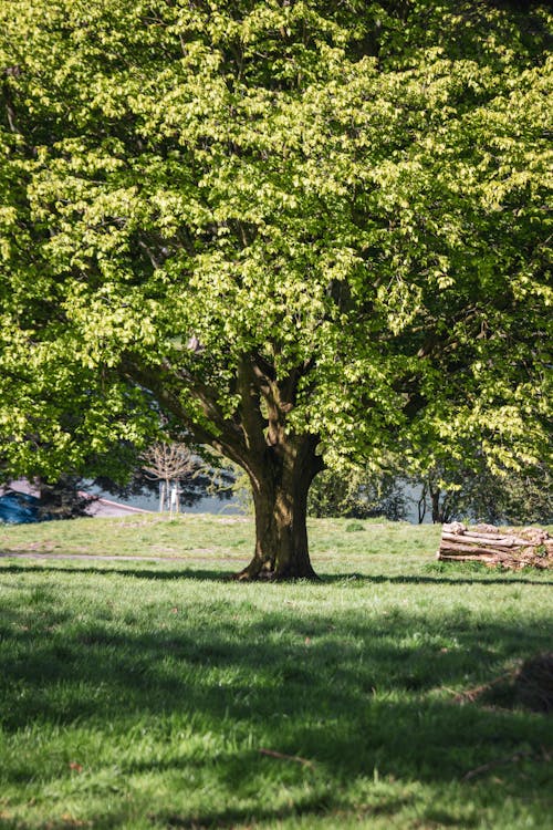 Foto d'estoc gratuïta de estiu, eternitat, gran arbre