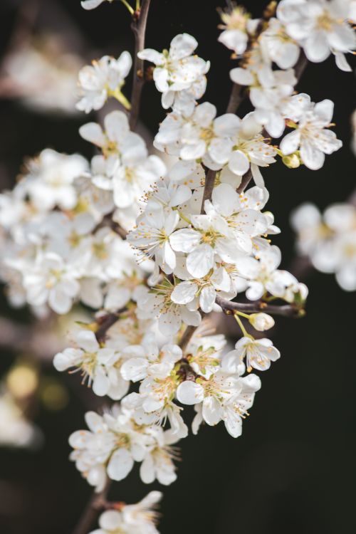 Free Close-up of delicate white flowers blossoming on a tree branch, signifying spring. Stock Photo