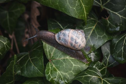 Free Detailed view of a snail crawling on lush green ivy, highlighting nature's beauty. Stock Photo