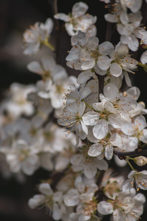 Free A vibrant close-up of white blossom flowers on a tree branch in spring. Stock Photo