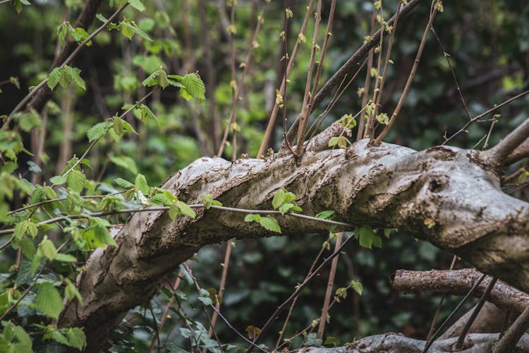 Photo Of A Twisted Tree Branch 