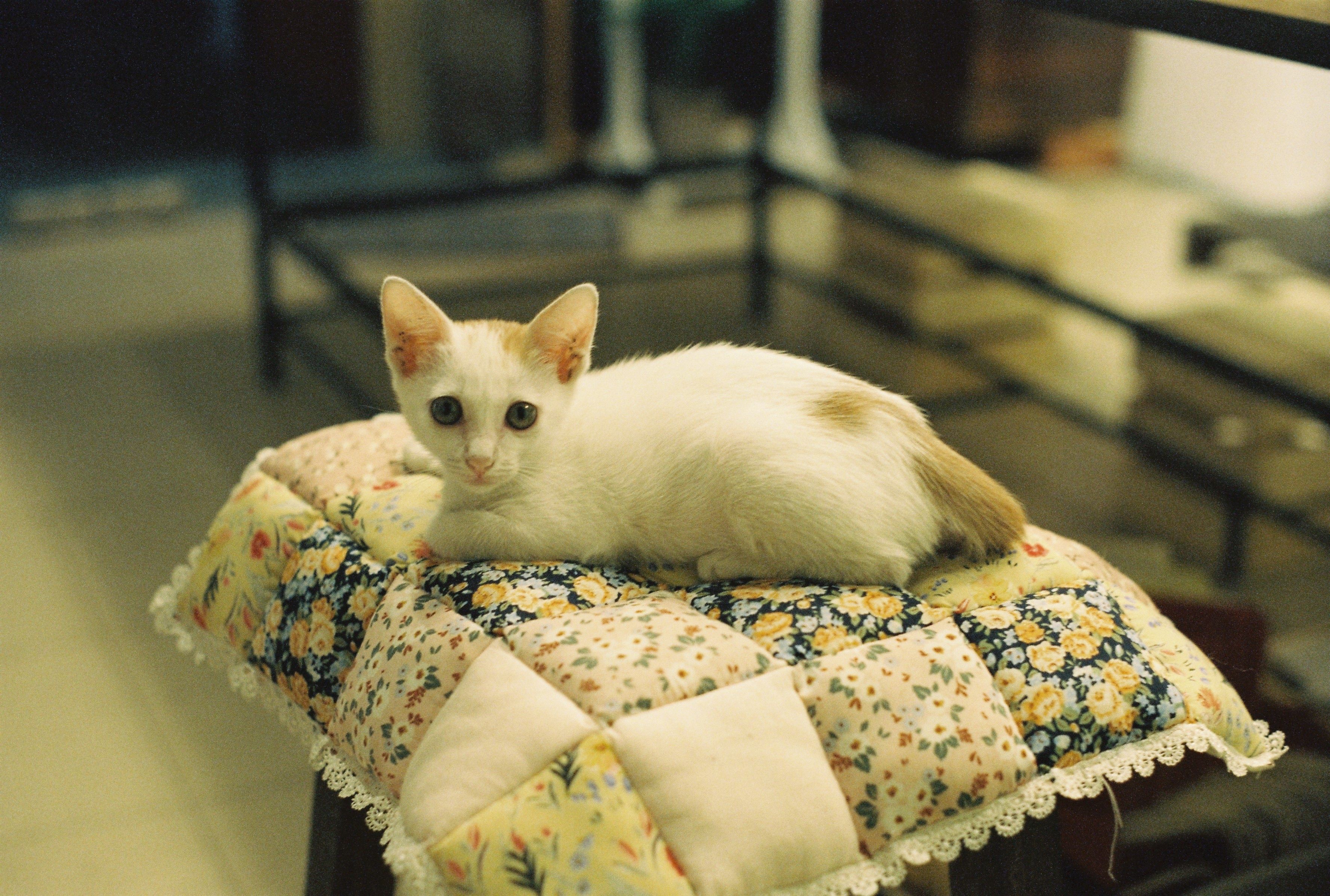 Portrait of a cat at a veterinary clinic
