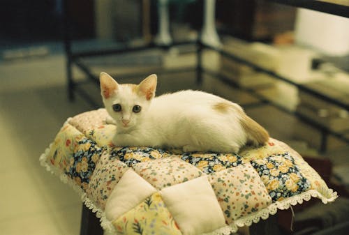 Kitten Lying Down on Pillow