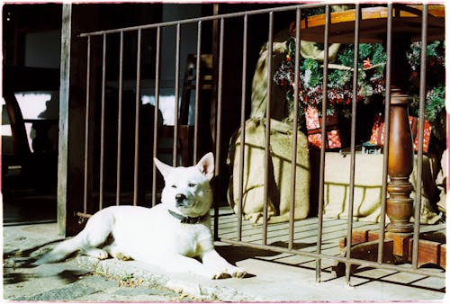 Dog Lying on Ground Outdoors near Cage