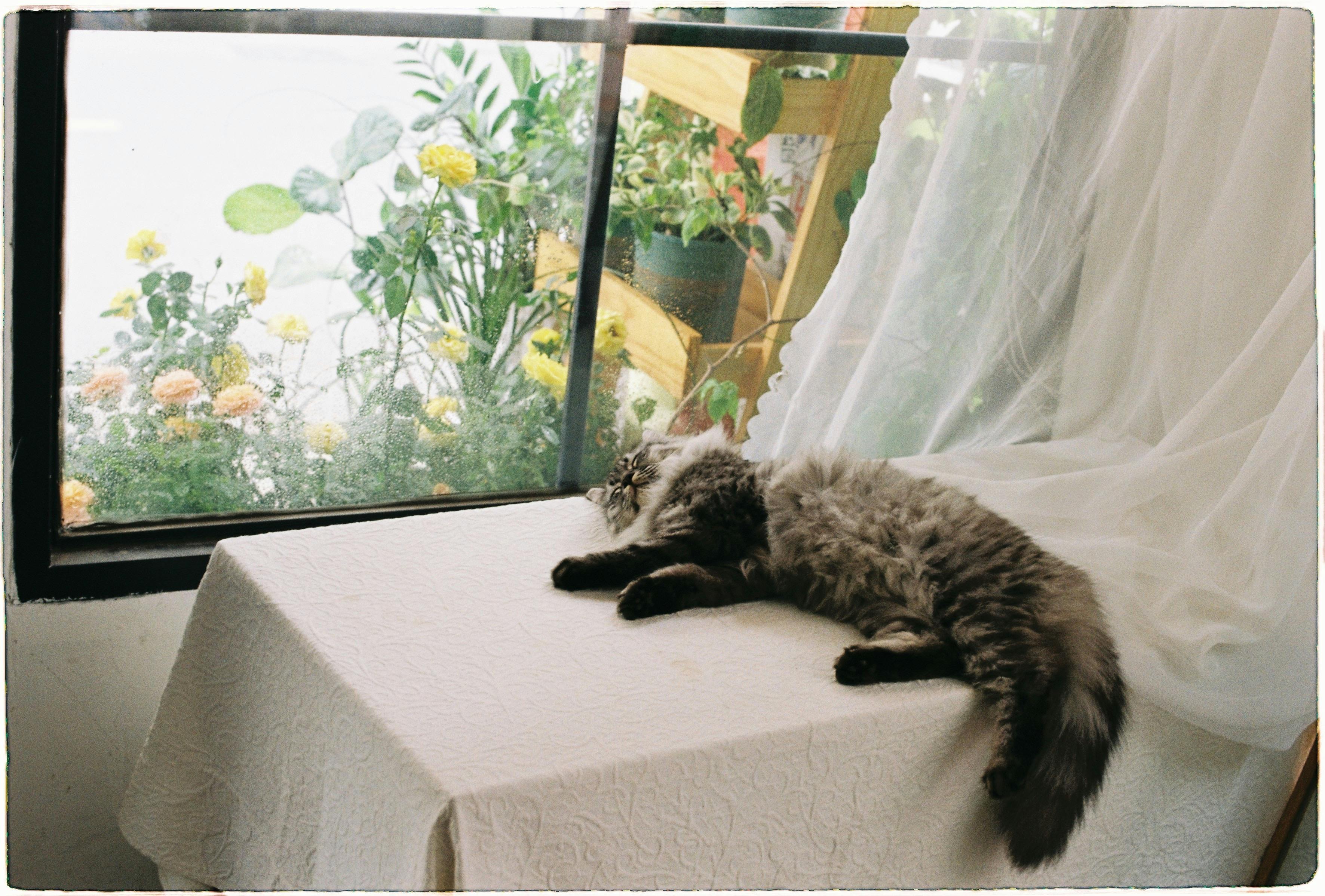 Fluffy cat sleeping peacefully on a table next to a sunny window, surrounded by blooming flowers.